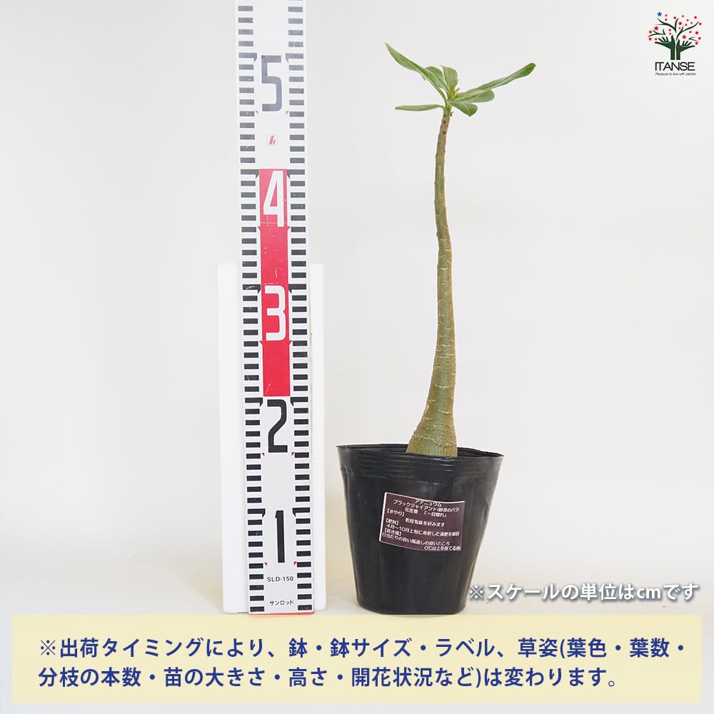 Amazon|ITANSE アデニウム アラビカム ブラック Amazon|ITANSE アデニウム アラビカム ブラック